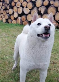 Kisállat biztosítás