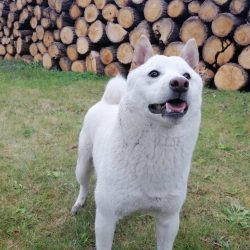 Kisállat biztosítás