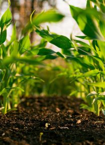 Mezőgazdasági biztosítás